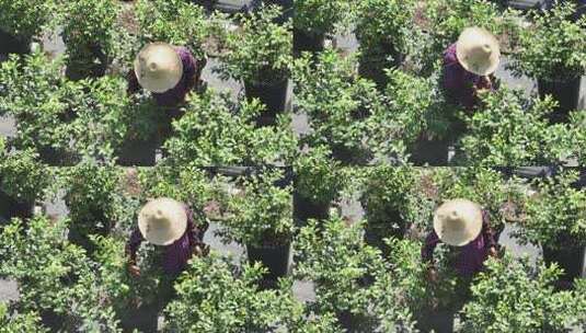 俯瞰农民在蓝莓种植园内采摘高清在线视频素材下载