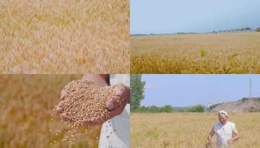 麦子成熟丰收高清在线视频素材下载