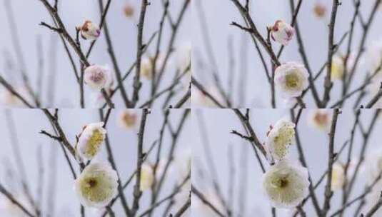 两朵粉边梅花绽放特写花朵盛开延时高清在线视频素材下载