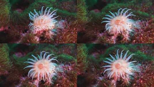 唯美海底植物特写、海葵高清在线视频素材下载