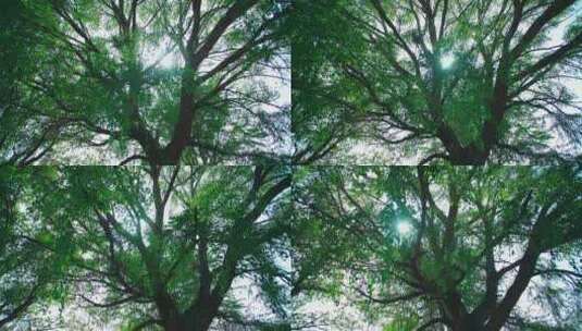 阳光穿过枝繁叶茂的大树高清在线视频素材下载