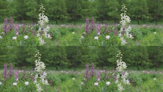 珍稀野生药用植物：绿花白鲜高清在线视频素材下载