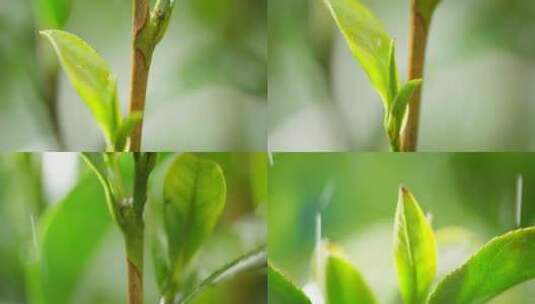 阳光下的茶树 茶叶 雨水高清在线视频素材下载