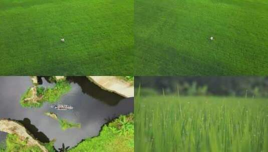 农业小麦三农露水施肥人工种植绿色生态高清在线视频素材下载