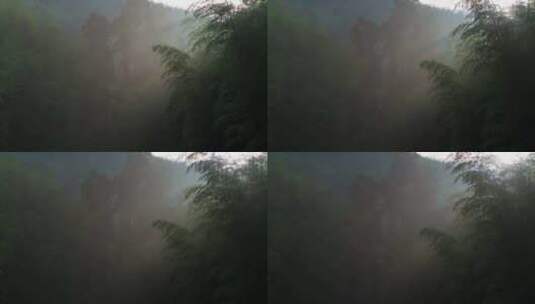 晨雾中的竹林逆光光影空镜高清在线视频素材下载
