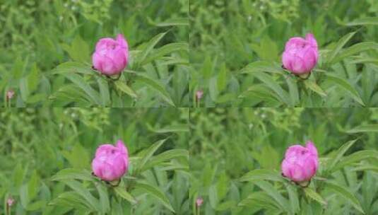 野生药用植物：芍药花高清在线视频素材下载