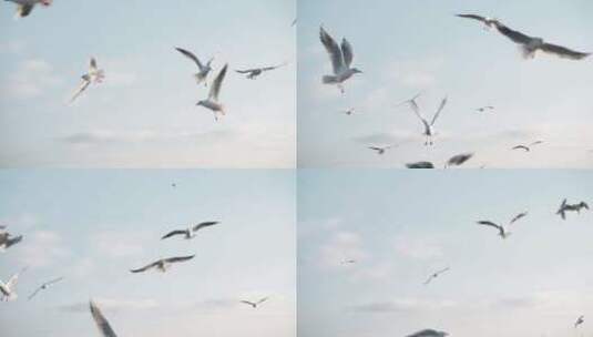 天空中飞翔的海鸥、海鸟高清在线视频素材下载
