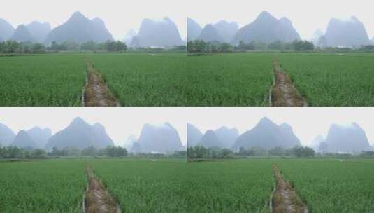 下雨中的绿油油的稻田高清在线视频素材下载