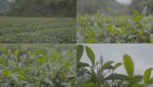 广西三江茶园4k实拍视频高清在线视频素材下载