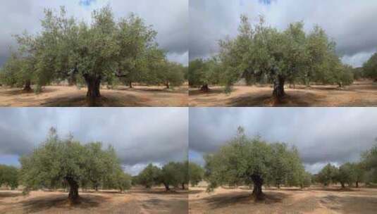 西班牙地中海四五百年的橄榄树林高清在线视频素材下载