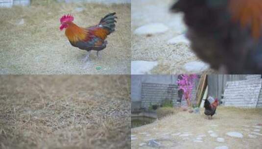 被追赶的奔跑的鸡一组高清在线视频素材下载