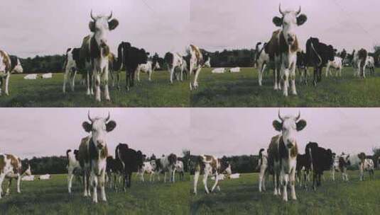天然生态牧场奶牛高清在线视频素材下载