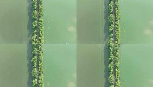 水上公路航拍湖泊道路俯拍生态公路林荫小路高清在线视频素材下载