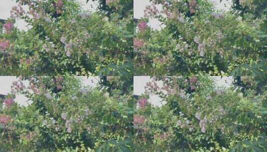 风吹紫薇落叶灌木高清在线视频素材下载