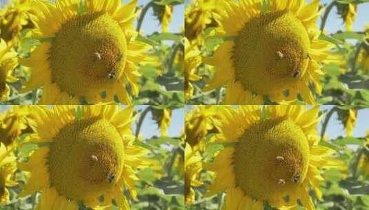 向日葵花朵蜜蜂采蜜特写高清在线视频素材下载