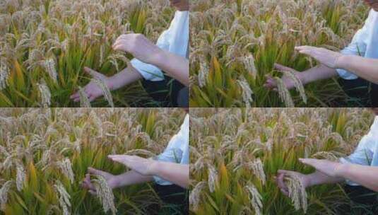 水稻 稻谷丰收高清在线视频素材下载