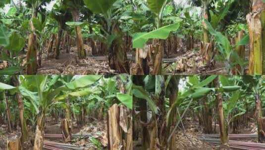 海南香蕉林 热带果树高清在线视频素材下载