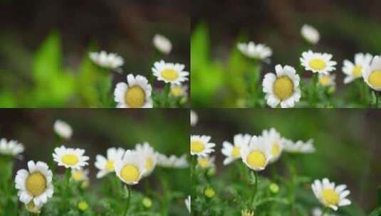 春天 细雨 小菊花 2高清在线视频素材下载