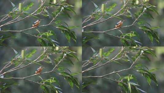 在树枝上栖息的翠鸟高清在线视频素材下载