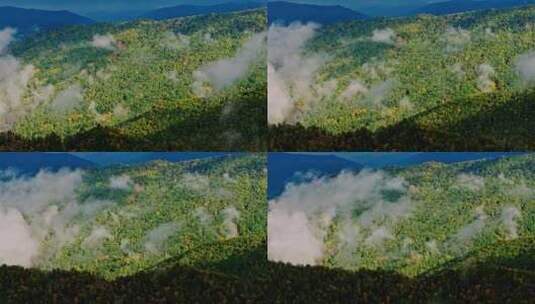 云雾缭绕的原始森林高清在线视频素材下载