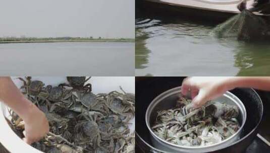 黄河口  大闸蟹  螃蟹高清在线视频素材下载