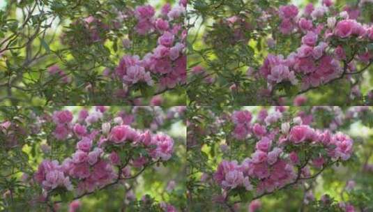 粉色樱花高清在线视频素材下载