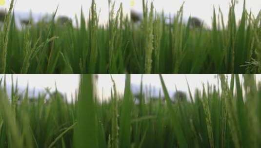 绿色稻田水稻高清在线视频素材下载