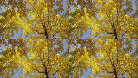 阳光下枝繁叶茂的银杏树和金黄色银杏叶高清在线视频素材下载