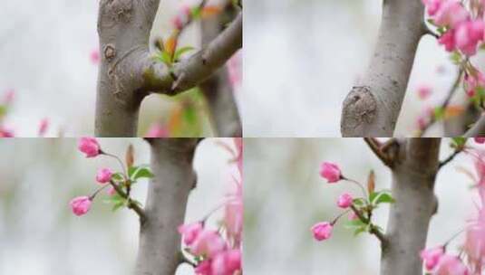 海棠花 绿叶 细雨高清在线视频素材下载