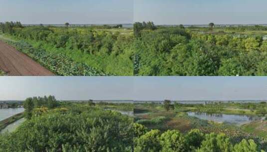 生态湿地公园百鸟翔集高清在线视频素材下载