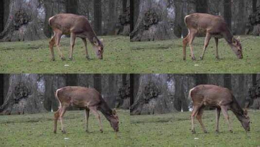 在草坪吃草的小鹿高清在线视频素材下载