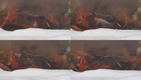 金鱼锦鲤在池塘的一层冰下游泳高清在线视频素材下载