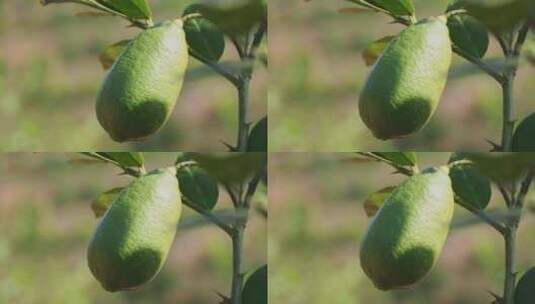 柠檬 香水柠檬种植高清在线视频素材下载