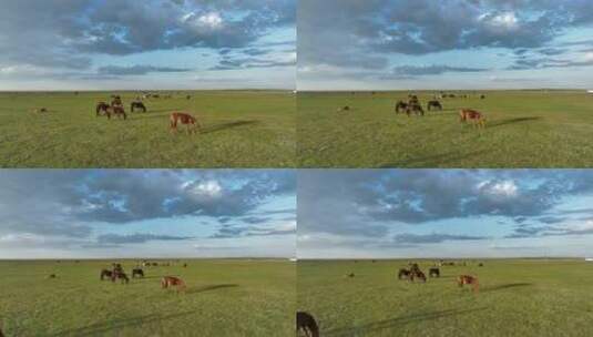呼伦贝尔秋天的草原294马群高清在线视频素材下载