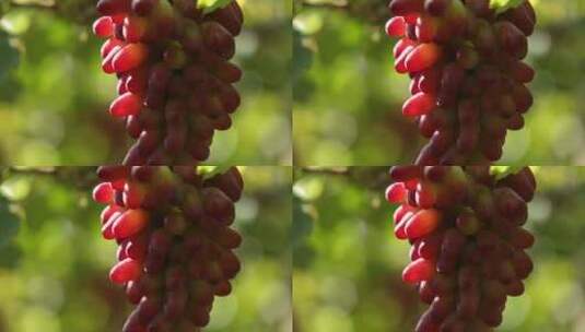 葡萄园里晶莹剔透的葡萄高清在线视频素材下载