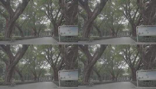 广州人民公园 树林、建筑高清在线视频素材下载