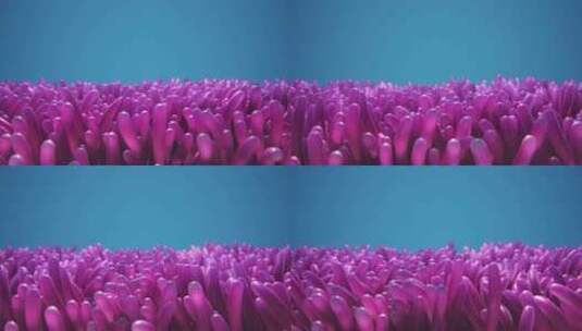 水下摇摆的粉红色海葵特写高清在线视频素材下载