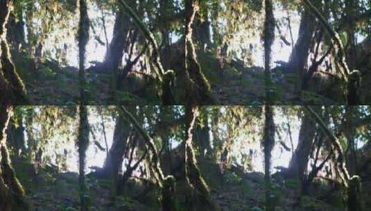 森林丛林树林秘境光影变化高清在线视频素材下载