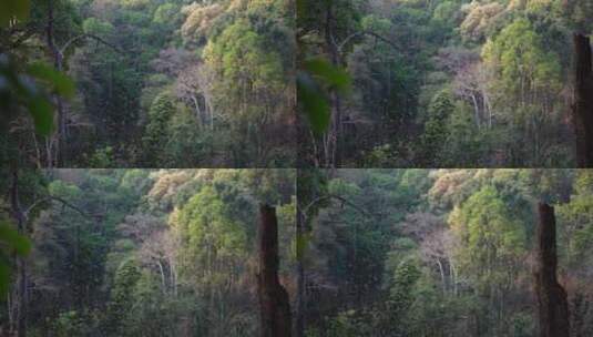 热带雨林森林山林树林高清在线视频素材下载