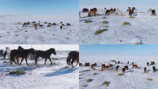 马群在雪地吃草高清在线视频素材下载