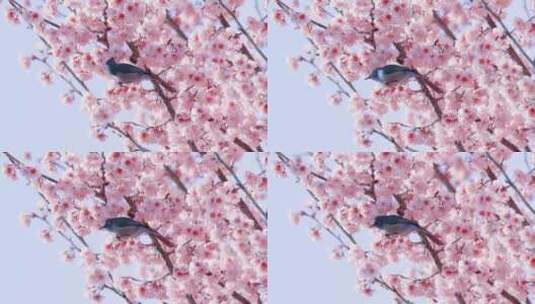 春天、初春的樱花树、美丽樱花高清在线视频素材下载