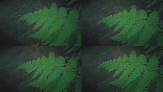 【正版素材】春天植物高清在线视频素材下载