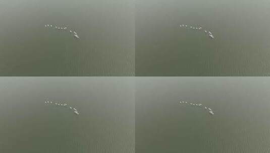 湖面上一行白色飞鸟飞过高清在线视频素材下载