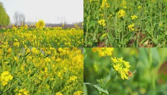 油菜花田 油菜花海 农村农业 花瓣高清在线视频素材下载