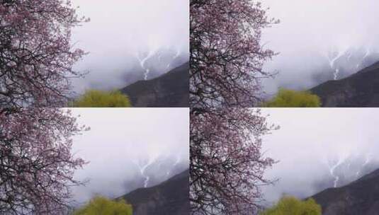 西藏林芝波密桃花沟雪山和桃花高清在线视频素材下载