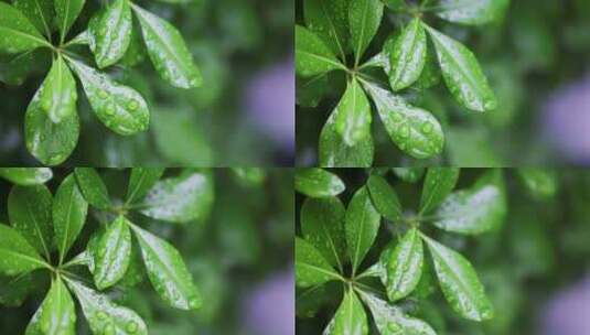 春雨雨水雨滴水珠绿叶随风摇曳清新唯美高清在线视频素材下载