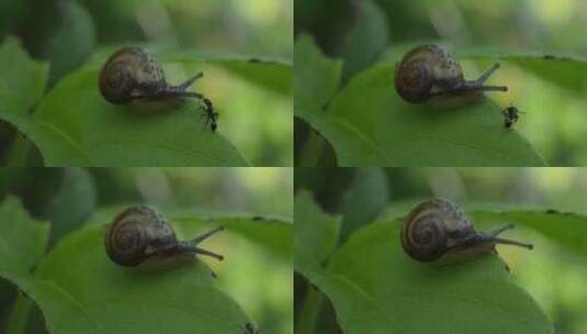 蜗牛在自然界的生活高清在线视频素材下载