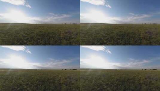 内蒙古大草原延时拍摄高清在线视频素材下载