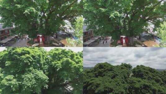 中国最古老黄葛树2200多年高清在线视频素材下载