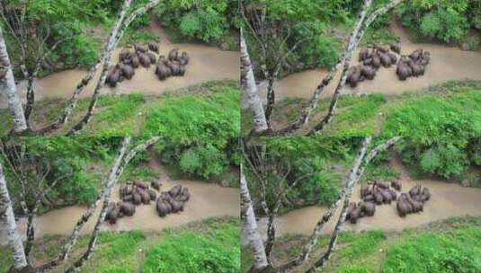 西双版纳雨林野象群高清在线视频素材下载